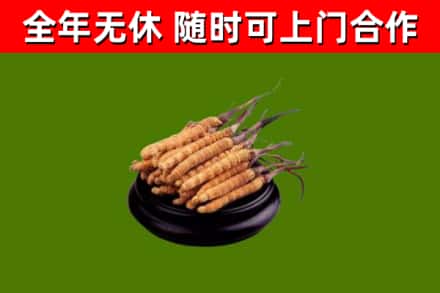 汤旺回收散虫草