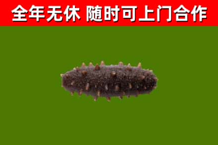 汤旺回收海参干